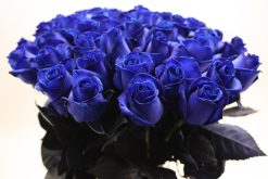 blauwe rozen