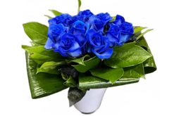blauwe rozen