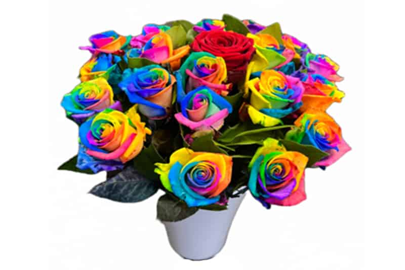 Rainbow Moederdag rozen kopen - 14 mei - Regioboeket.nl