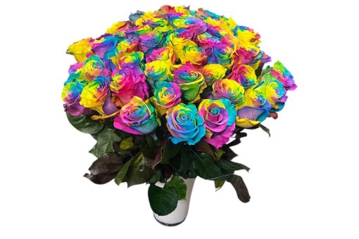 50 regenboog rozen
