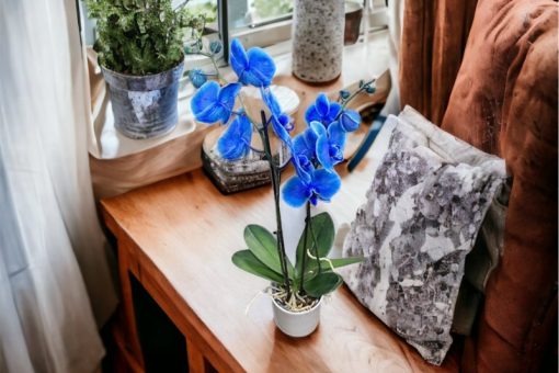 phalaenopsis plant blauw