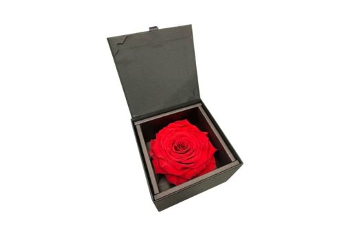 Rode geconserveerde rode roos giftbox