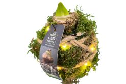 amaryllis bol met led licht
