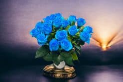 licht blauwe rozen