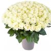 100 witte rozen Avalanche