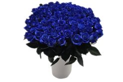 100 blauwe rozen