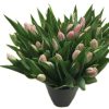50 roze tulpen