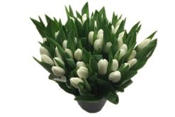 50 witte tulpen