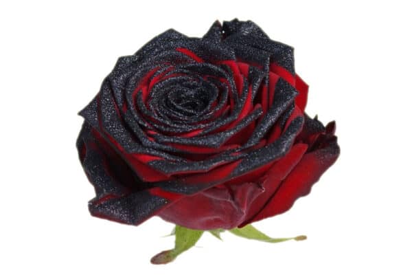 Zwarte rozen en bezorgen Nederland België.