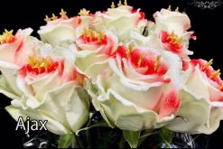 Ajax rozen