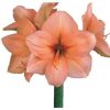Amaryllis aprico rilona