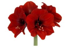 amaryllis rood