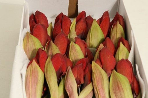 12 rode amaryllis