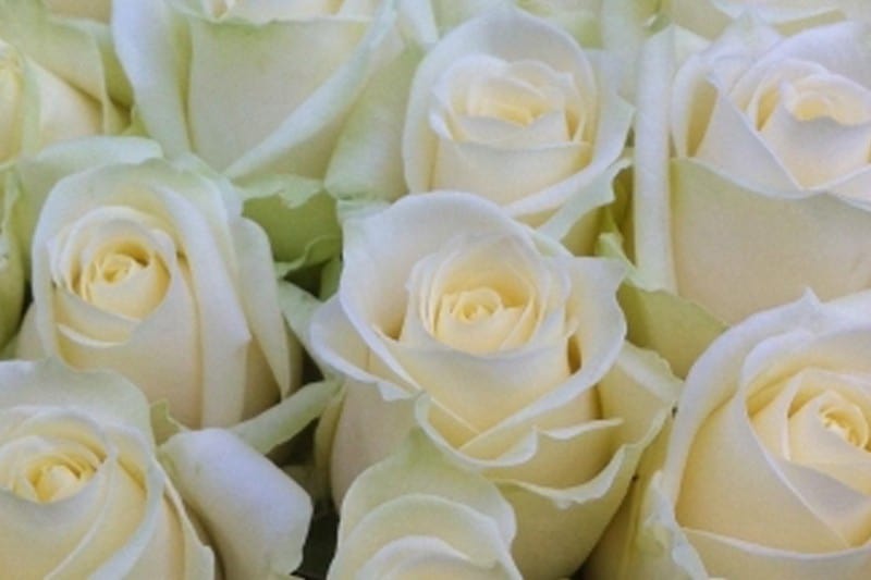 100 witte rozen per stuk ingepakt