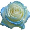 baby satin blauwe roos