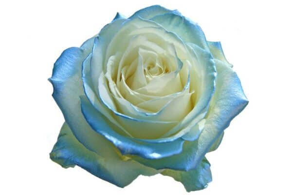 baby satin blauwe roos