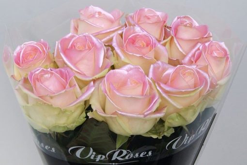satin roze rozen