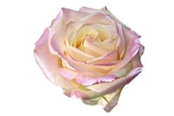 baby satin roze roos