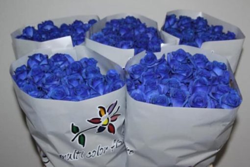 Rozen blauw