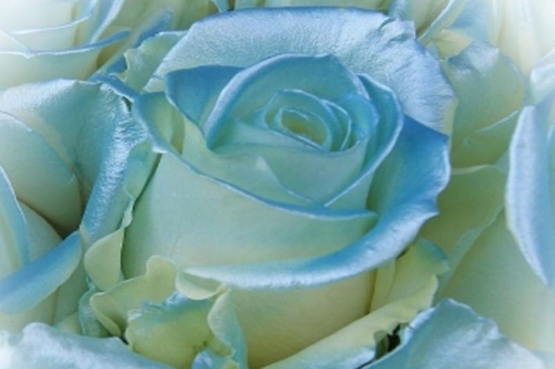 satin blue rose