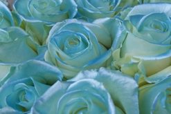 blue satin roos