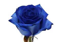 donker blauwe roos