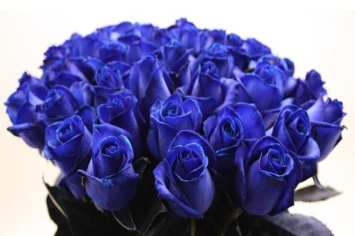Blauwe rozen