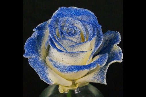 glitter blauwe roos