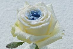 bling bling blauwe roos