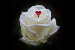 bling liefde roos