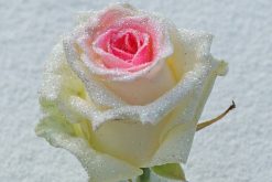 bling bling roze roos