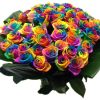 50 rainbow roses