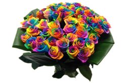 50 rainbow roses