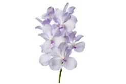 vanda lavender mist