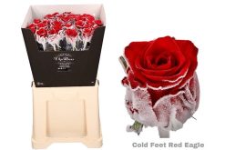 Cold Feet Red Eagle rozen
