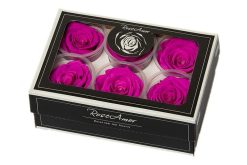 Geconserveerde licht paarse rozen
