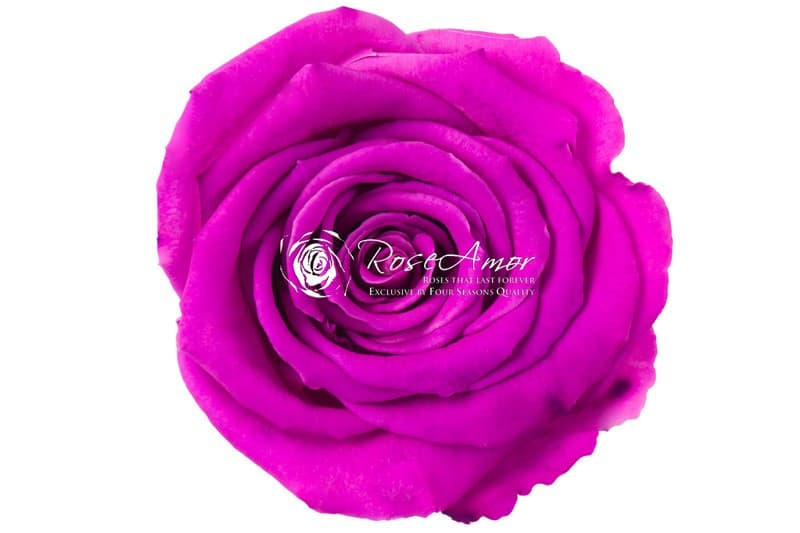 Conserven rozen licht paars