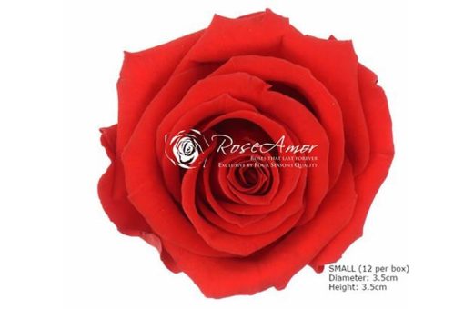 Conserven geprepareerde roos rood