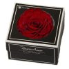 Geconserveerde donker rode roos in cadeaubox