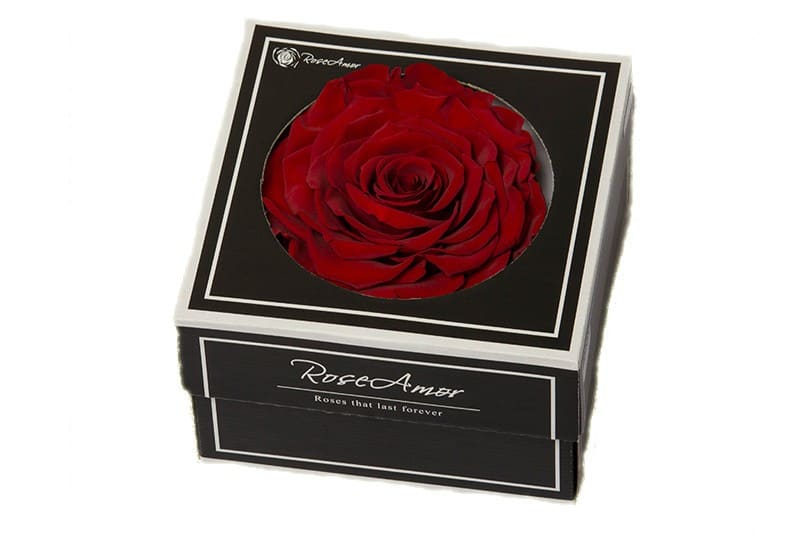 Geconserveerde donker rode roos in cadeaubox