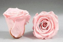 Longlife roze rozen baby pink