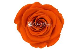 oranje roos geconserveerd