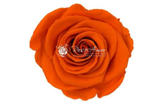 oranje roos geconserveerd