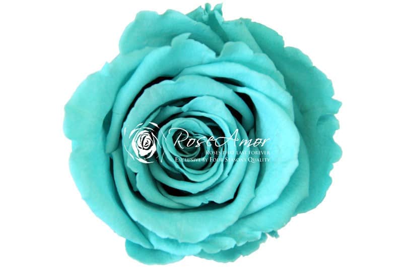 Conserven roos turquoise