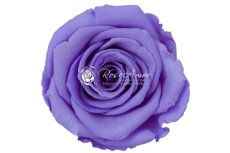 Conserven roos violet