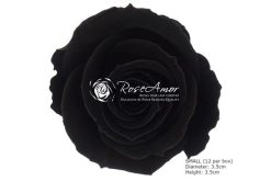 Conserven geprepareerde roos zwart
