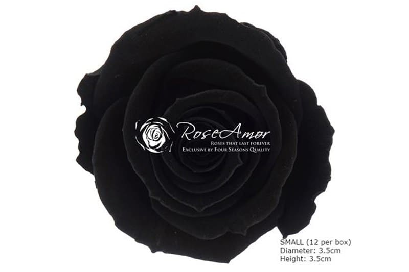 Zwarte rozen kop conserven