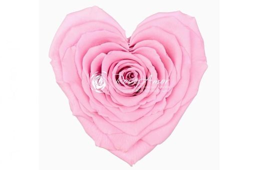 Baby roze roos hartvorm