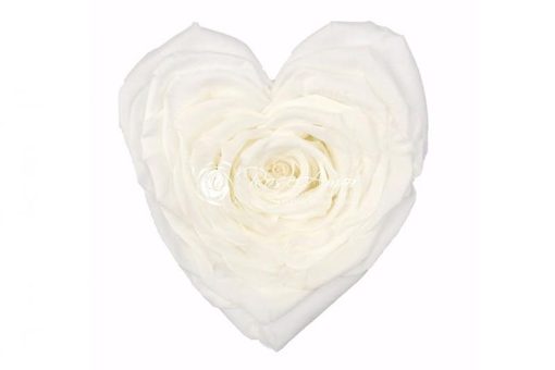 witte roos hartvorm longlife