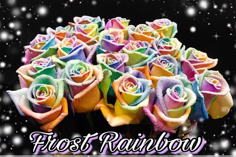 Rainbow frost roses